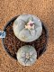 Lophophora Fricii 4-5 cm 10 years old seed ownroot flower seedling ロフォフォラ　烏羽玉　仔吹き　サボテン