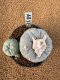 Lophophora Fricii 4-5 cm 10 years old seed ownroot flower seedling ロフォフォラ　烏羽玉　仔吹き　サボテン