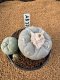 Lophophora Fricii 4-5 cm 10 years old seed ownroot flower seedling ロフォフォラ　烏羽玉　仔吹き　サボテン