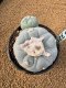 Lophophora Fricii 4-5 cm 10 years old seed ownroot flower seedling ロフォフォラ　烏羽玉　仔吹き　サボテン