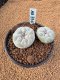 Lophophora Fricii 4-5 cm 10 years old seed ownroot flower seedling ロフォフォラ　烏羽玉　仔吹き　サボテン