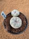 Lophophora Fricii 4-5 cm 10 years old seed ownroot flower seedling ロフォフォラ　烏羽玉　仔吹き　サボテン