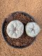 Lophophora Fricii 4-5 cm 10 years old seed ownroot flower seedling ロフォフォラ　烏羽玉　仔吹き　サボテン