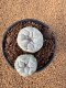 Lophophora Fricii 4-5 cm 10 years old seed ownroot flower seedling ロフォフォラ　烏羽玉　仔吹き　サボテン