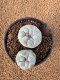 Lophophora Fricii 4-5 cm 10 years old seed ownroot flower seedling ロフォフォラ　烏羽玉　仔吹き　サボテン