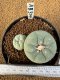 Lophophora Fricii 4-5 cm 10 years old seed ownroot flower seedling ロフォフォラ　烏羽玉　仔吹き　サボテン