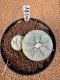 Lophophora Fricii 4-5 cm 10 years old seed ownroot flower seedling ロフォフォラ　烏羽玉　仔吹き　サボテン