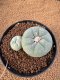 Lophophora Fricii 4-5 cm 10 years old seed ownroot flower seedling ロフォフォラ　烏羽玉　仔吹き　サボテン