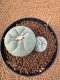 Lophophora Fricii 4-5 cm 10 years old seed ownroot flower seedling ロフォフォラ　烏羽玉　仔吹き　サボテン