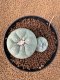 Lophophora Fricii 4-5 cm 10 years old seed ownroot flower seedling ロフォフォラ　烏羽玉　仔吹き　サボテン