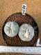 Lophophora Fricii 4-5 cm 10 years old seed ownroot flower seedling ロフォフォラ　烏羽玉　仔吹き　サボテン