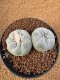 Lophophora Fricii 4-5 cm 10 years old seed ownroot flower seedling ロフォフォラ　烏羽玉　仔吹き　サボテン