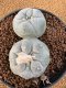 Lophophora Fricii 4-5 cm 10 years old seed ownroot flower seedling ロフォフォラ　烏羽玉　仔吹き　サボテン