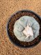 Lophophora Fricii 4-5 cm 10 years old seed ownroot flower seedling ロフォフォラ　烏羽玉　仔吹き　サボテン