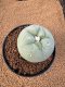 Lophophora Diffusa 4-5 cm 10 years old seed ownroot flower seedling ロフォフォラ　烏羽玉　仔吹き　サボテン
