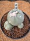 Lophophora Diffusa 7-8 cm 10 years old seed ownroot flower seedling ロフォフォラ　烏羽玉　仔吹き　サボテン