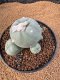 Lophophora Diffusa 7-8 cm 10 years old seed ownroot flower seedling ロフォフォラ　烏羽玉　仔吹き　サボテン