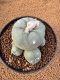 Lophophora Diffusa 7-8 cm 10 years old seed ownroot flower seedling ロフォフォラ　烏羽玉　仔吹き　サボテン