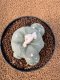 Lophophora Diffusa 7-8 cm 10 years old seed ownroot flower seedling ロフォフォラ　烏羽玉　仔吹き　サボテン