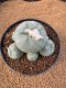 Lophophora Diffusa 7-8 cm 10 years old seed ownroot flower seedling ロフォフォラ　烏羽玉　仔吹き　サボテン