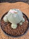 Lophophora Diffusa 7-8 cm 10 years old seed ownroot flower seedling ロフォフォラ　烏羽玉　仔吹き　サボテン