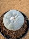 Lophophora Fricii 6-7 cm 10 years old seed ownroot flower seedling ロフォフォラ　烏羽玉　仔吹き　サボテン