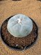 Lophophora Fricii 6-7 cm 10 years old seed ownroot flower seedling ロフォフォラ　烏羽玉　仔吹き　サボテン