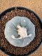 Lophophora Fricii 6-7 cm 10 years old seed ownroot flower seedling ロフォフォラ　烏羽玉　仔吹き　サボテン