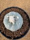 Lophophora Fricii 6-7 cm 10 years old seed ownroot flower seedling ロフォフォラ　烏羽玉　仔吹き　サボテン