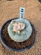 Lophophora Fricii 6-7 cm 10 years old seed ownroot flower seedling ロフォフォラ　烏羽玉　仔吹き　サボテン