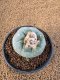 Lophophora Fricii 6-7 cm 10 years old seed ownroot flower seedling ロフォフォラ　烏羽玉　仔吹き　サボテン