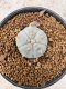 Lophophora Williamsii 6-7 cm 10 years old seed ownroot flower seedling ロフォフォラ　烏羽玉　仔吹き　サボテン