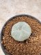 Lophophora Williamsii 6-7 cm 10 years old seed ownroot flower seedling ロフォフォラ　烏羽玉　仔吹き　サボテン