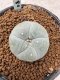 Lophophora Williamsii 6-7 cm 10 years old seed ownroot flower seedling ロフォフォラ　烏羽玉　仔吹き　サボテン