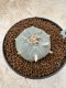 Lophophora Williamsii 6-7 cm 10 years old seed ownroot flower seedling ロフォフォラ　烏羽玉　仔吹き　サボテン