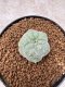 Lophophora Williamsii 6-7 cm 10 years old seed ownroot flower seedling ロフォフォラ　烏羽玉　仔吹き　サボテン