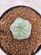 Lophophora Williamsii 6-7 cm 10 years old seed ownroot flower seedling ロフォフォラ　烏羽玉　仔吹き　サボテン