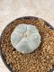 Lophophora Williamsii 6-7 cm 10 years old seed ownroot flower seedling ロフォフォラ　烏羽玉　仔吹き　サボテン