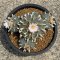 Lophophora Williamsii mother size 15 cm 30 years old seed ownroot flower seedling ロフォフォラ　烏羽玉　仔吹き サボテン