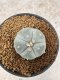 Lophophora Williamsii 6-7 cm 10 years old seed ownroot flower seedling ロフォフォラ　烏羽玉　仔吹き　サボテン