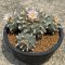 Lophophora Williamsii mother size 15 cm 30 years old seed ownroot flower seedling ロフォフォラ　烏羽玉　仔吹き サボテン