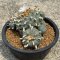 Lophophora Williamsii mother size 15 cm 30 years old seed ownroot flower seedling ロフォフォラ　烏羽玉　仔吹き サボテン