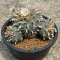 Lophophora Williamsii mother size 15 cm 30 years old seed ownroot flower seedling ロフォフォラ　烏羽玉　仔吹き サボテン