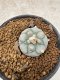 Lophophora Williamsii 6-7 cm 10 years old seed ownroot flower seedling ロフォフォラ　烏羽玉　仔吹き　サボテン