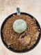 Lophophora Williamsii 6-7 cm 10 years old seed ownroot flower seedling ロフォフォラ　烏羽玉　仔吹き　サボテン