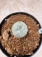 Lophophora Williamsii 6-7 cm 10 years old seed ownroot flower seedling ロフォフォラ　烏羽玉　仔吹き　サボテン