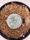 Lophophora Williamsii 6-7 cm 10 years old seed ownroot flower seedling ロフォフォラ　烏羽玉　仔吹き　サボテン