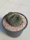 Lophophora Friicii Cristata 7-8 cm 14 years old seed ownroot flower seedling ロフォフォラ　烏羽玉　仔吹き サボテン