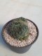 Lophophora Friicii Cristata 7-8 cm 14 years old seed ownroot flower seedling ロフォフォラ　烏羽玉　仔吹き サボテン