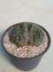 Lophophora Friicii Cristata 7-8 cm 14 years old seed ownroot flower seedling ロフォフォラ　烏羽玉　仔吹き サボテン